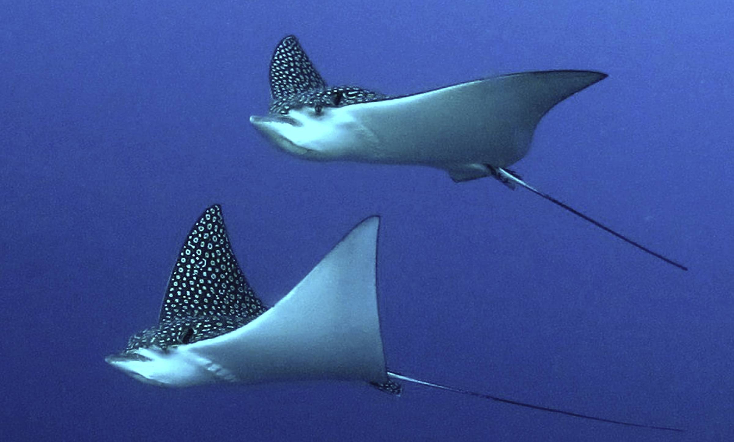 Diving with Eagle Rays: A Traveler’s Guide to One of the Ocean’s Most ...