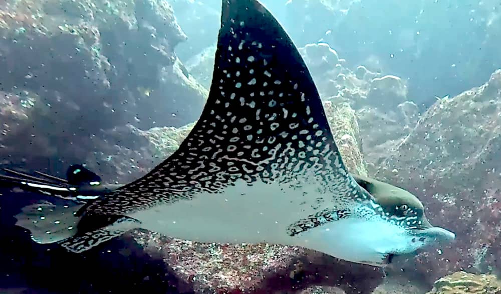 Eagle Ray in the Galapagos