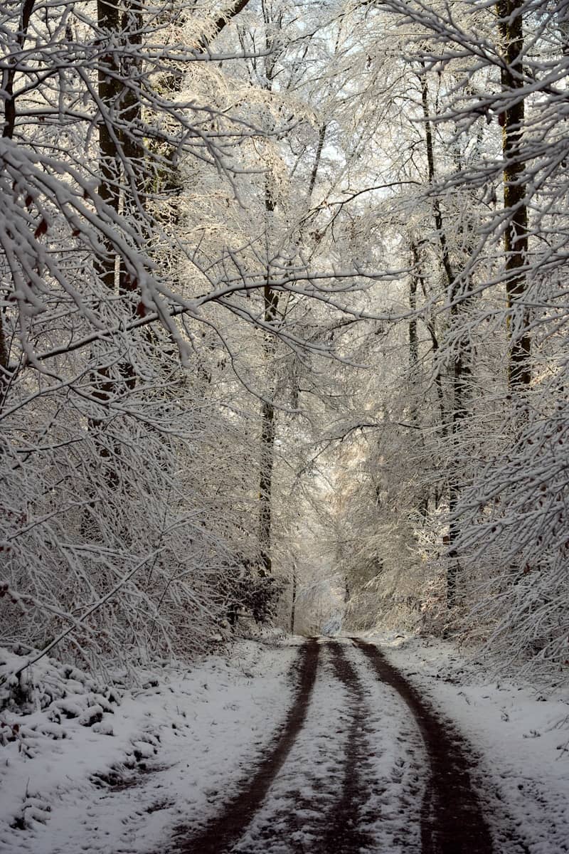 Snowy forest path with bright, frosted trees.