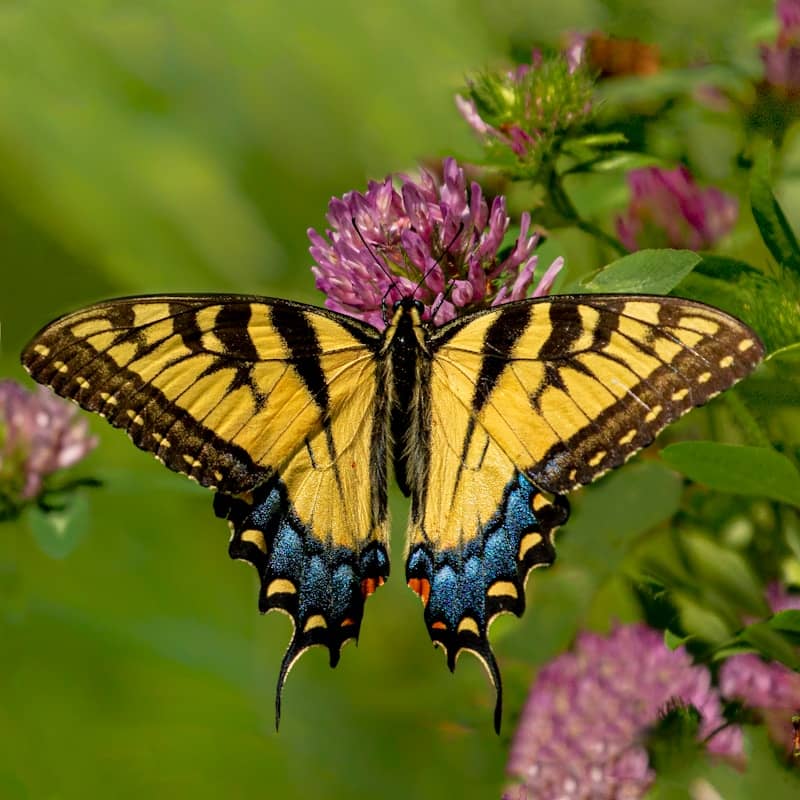 tiger swallowtail butterfly perched on purple flower in close up photography during daytime