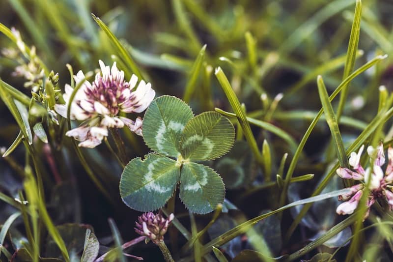 a four-leaf clover among the grass