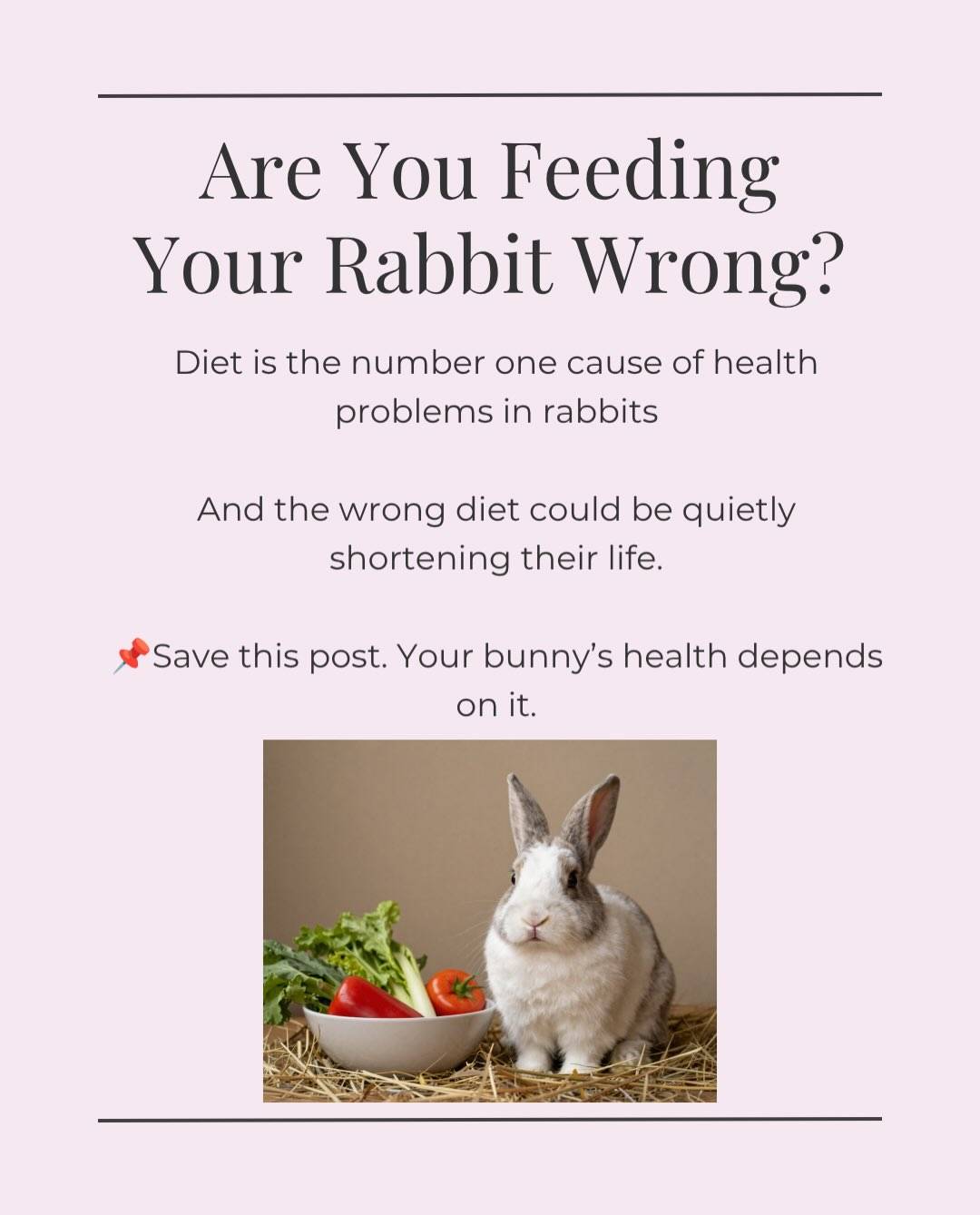 Are you accidentally feeding your rabbit wrong? 🐰

Diet is the single biggest driver of health problems in rabbits but many people don’t realise just how important diet is for these guys. 

This week is National Rabbit Awareness Week, and the them is Feeding Bunnies Better.

So I’ve put together everything you need to know about feeding your bunny right to improve health and longevity 🌿

Swipe through for the full breakdown, from why fibre is everything, to the truth about carrots 🥕

Questions about your bunny’s diet? drop them below 👇

#nationalrabbitawarenessweek #rabbitcare #rabbitdiet #bunniesofinstagram #exoticpetvet