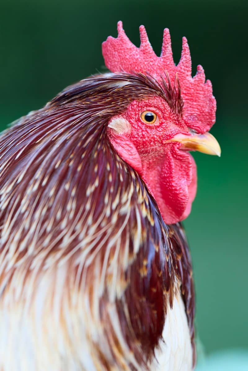 Close-up of a rooster's head with red comb.