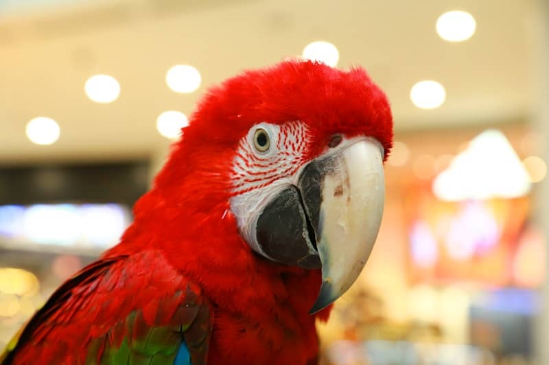 A close-up of a bright red macaw parrot