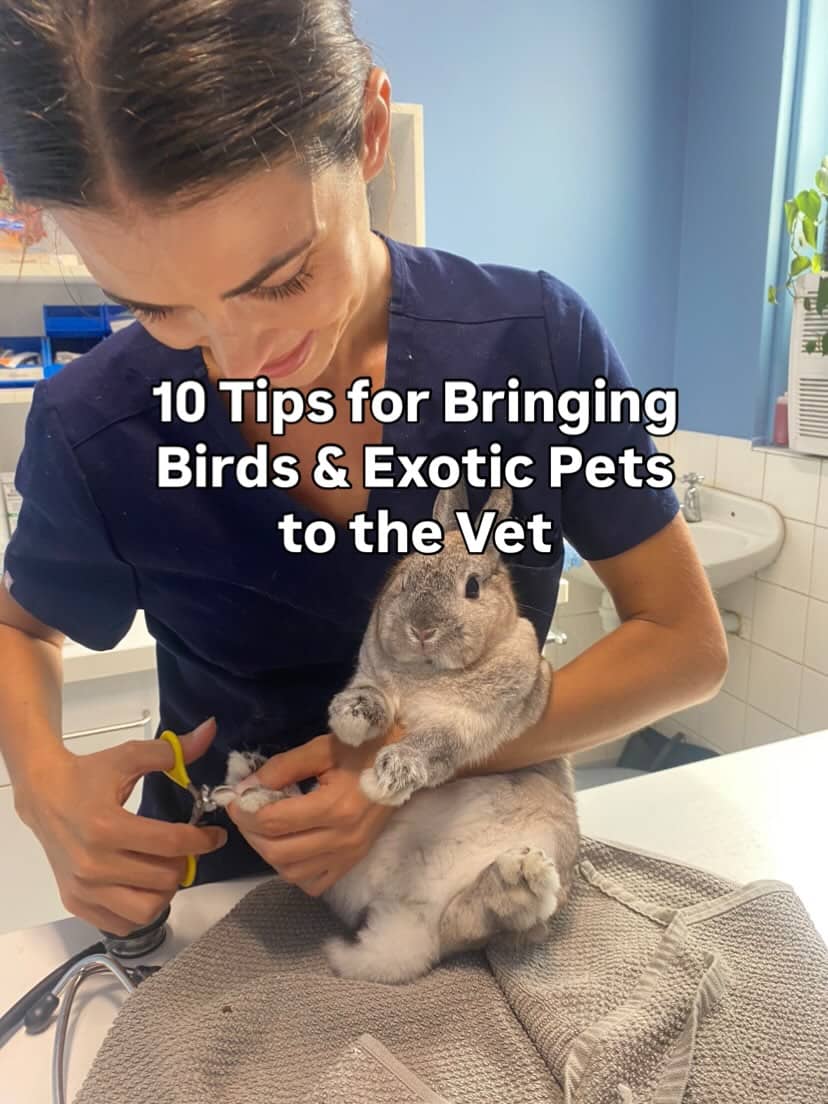 ➡️ Comment “EXOTICS” and I’ll add you to my email list to receive free tips, practical tools and insights as well as early access to resources including guides, e-books, webinars and courses ✨👇🏼

It’s true what they say: fail to prepare and prepare to fail!

But taking your pet to the vet doesn’t have to be as stressful as you think… 

Bringing exotic pets to the vet does have its unique challenges, especially for prey species like rabbits, rodents and birds that do not cope well with travel and being out of their home environment but vet visits are extremely important for health monitoring and early detection and intervention of disease. 

By following these tips and implementing a few simple yet practical steps you can help reduce stress for you and your pet, create a much smoother experience, and get the most value from your visit.

Save this post for your next vet appointment 📌make vet visits much easier and get the most out of your appointment. 

#exoticpetvet #exoticanimalcare #exoticsveterinarian #birdvet #exoticsvetclinic