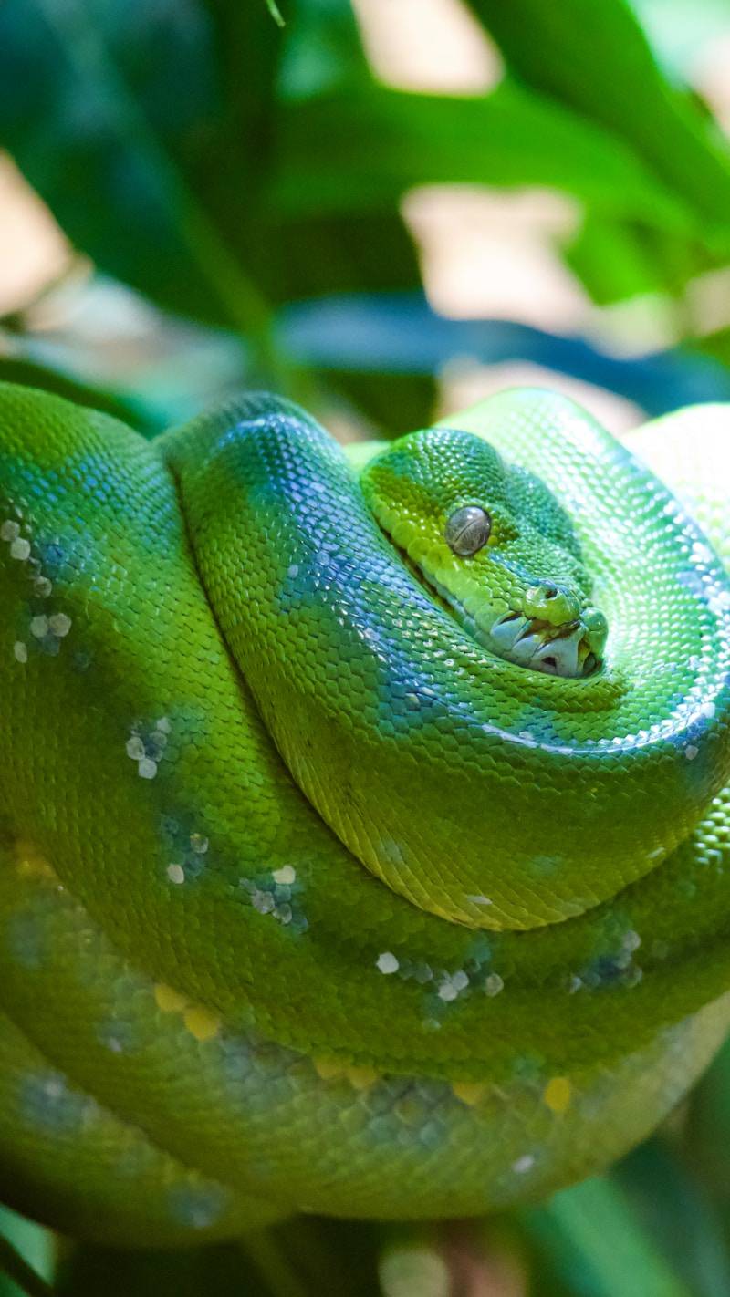 A coiled green tree python rests on a branch.