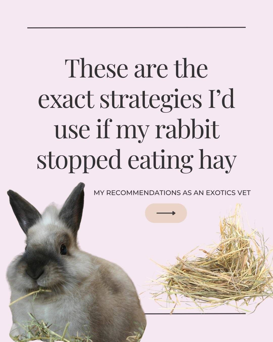 If you’re rabbit isn’t eating their body size in hay that’s a red flag 🚩

Hay should make up 80–90% of your rabbit’s diet, and if they’re not eating it consistently, that’s not “normal picky behaviour”. It’s something important that needs attention. 

The first step is to rule out a medical problem. Next we look at the type of hay/s on offer, the overall diet and the feeding strategies.

Small daily adjustments can prevent major dental and gut problems down the line.

Save this if you have a rabbit or care for one and follow for more rabbit and exotic pet tips.

If you want ongoing access to online learning and helpful free resources join my Exotic Pet Skool community. Link in bio ⬆️

#rabbitcare #exoticsvet #rabbitdiettips #rabbitcaretips #petbunnycare