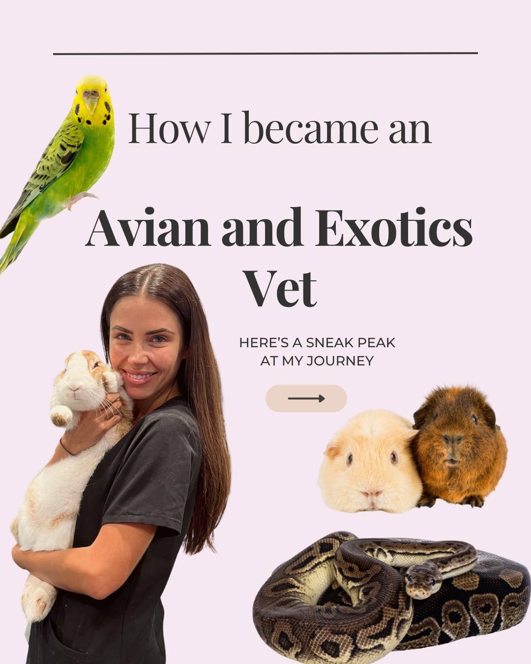 One of the questions I get asked ALL the time is…

“How did you become an avian & exotics vet?” 

And it definitely wasn’t a straight path.

Throughout vet school, and even before hand, I knew I wanted to work with birds, rabbits, reptiles, other exotic pets and wildlife but in such a niche and competitive industry I had no idea how to actually get there or build experience in such a niche area of veterinary medicine.

All I knew is that I was determined to make it happen. Over time, I used my passion and drive for avian and exotic animal medicine to forge a career in this field and I thought it would help to share a little overview of my journey. 🦜🐇

One thing I noticed early on was how little clear guidance there was for students or vets wanting to pursue exotics. That’s why I created a free 10-step roadmap sharing the key experiences, skills, and strategies that helped me build a career in avian and exotic animal medicine.

Comment “GUIDE” below and I’ll send you the free guide 🩺✨

#exoticsvet #avianvet #exoticpets #veterinarymedicine #vetstudent