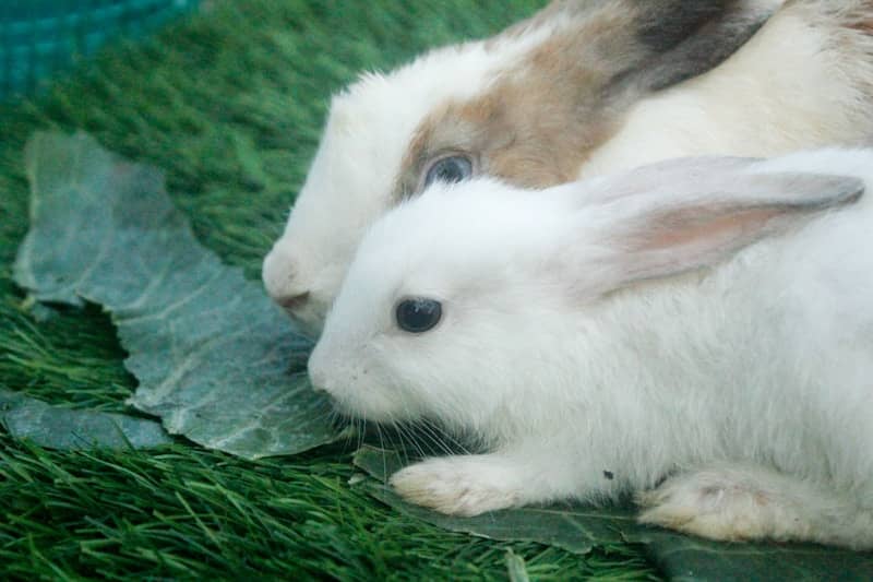 Two rabbits eating a leafy green vegetable.