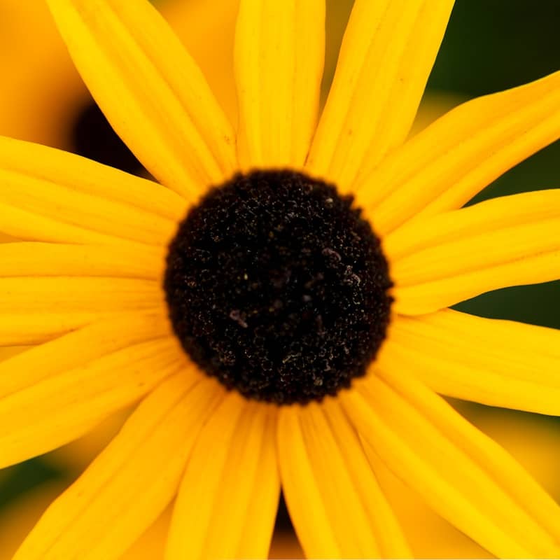 Close-up of a bright yellow flower.