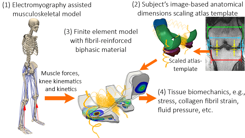 Biomechanics simulation my-physics-cafe