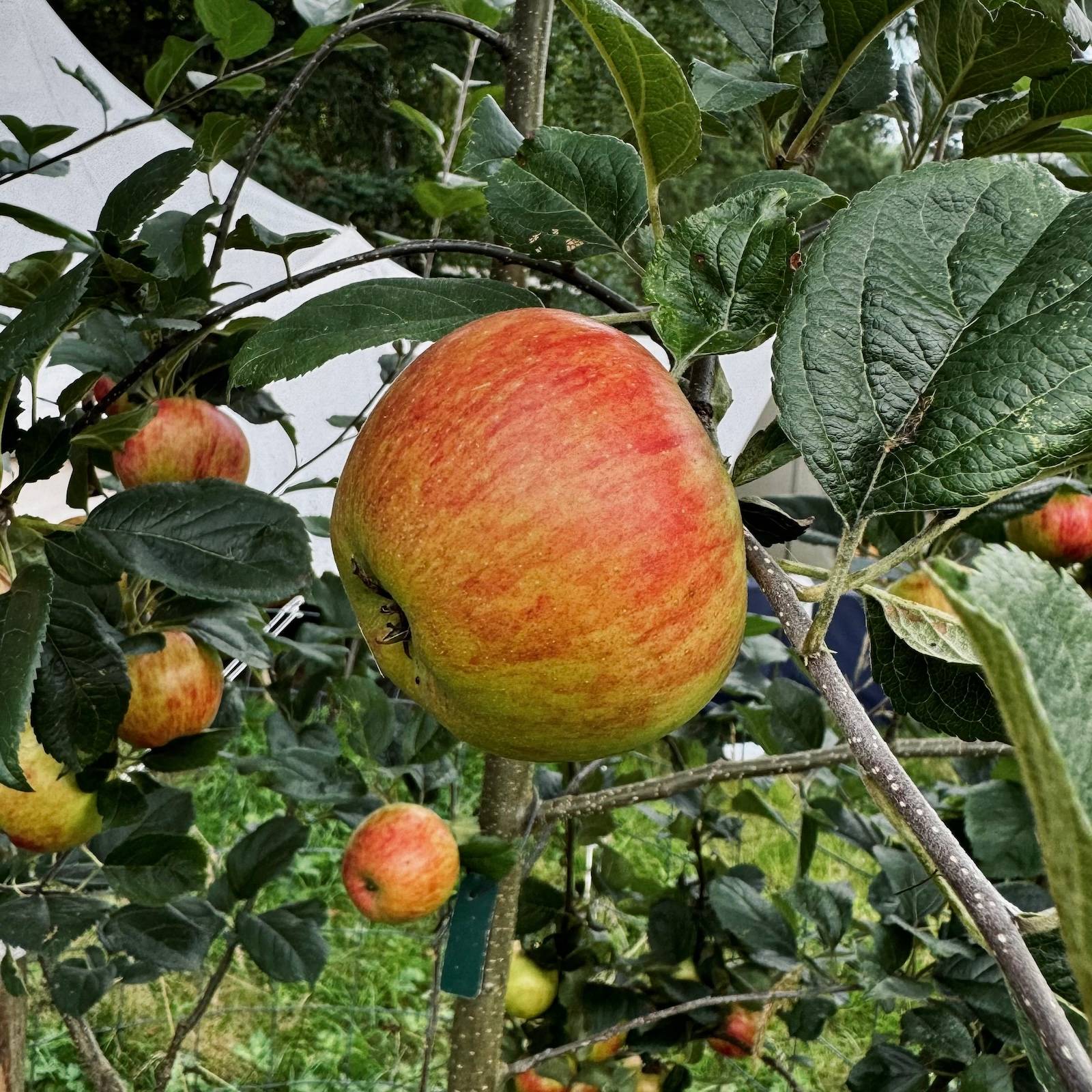 Apple growing on apple tree