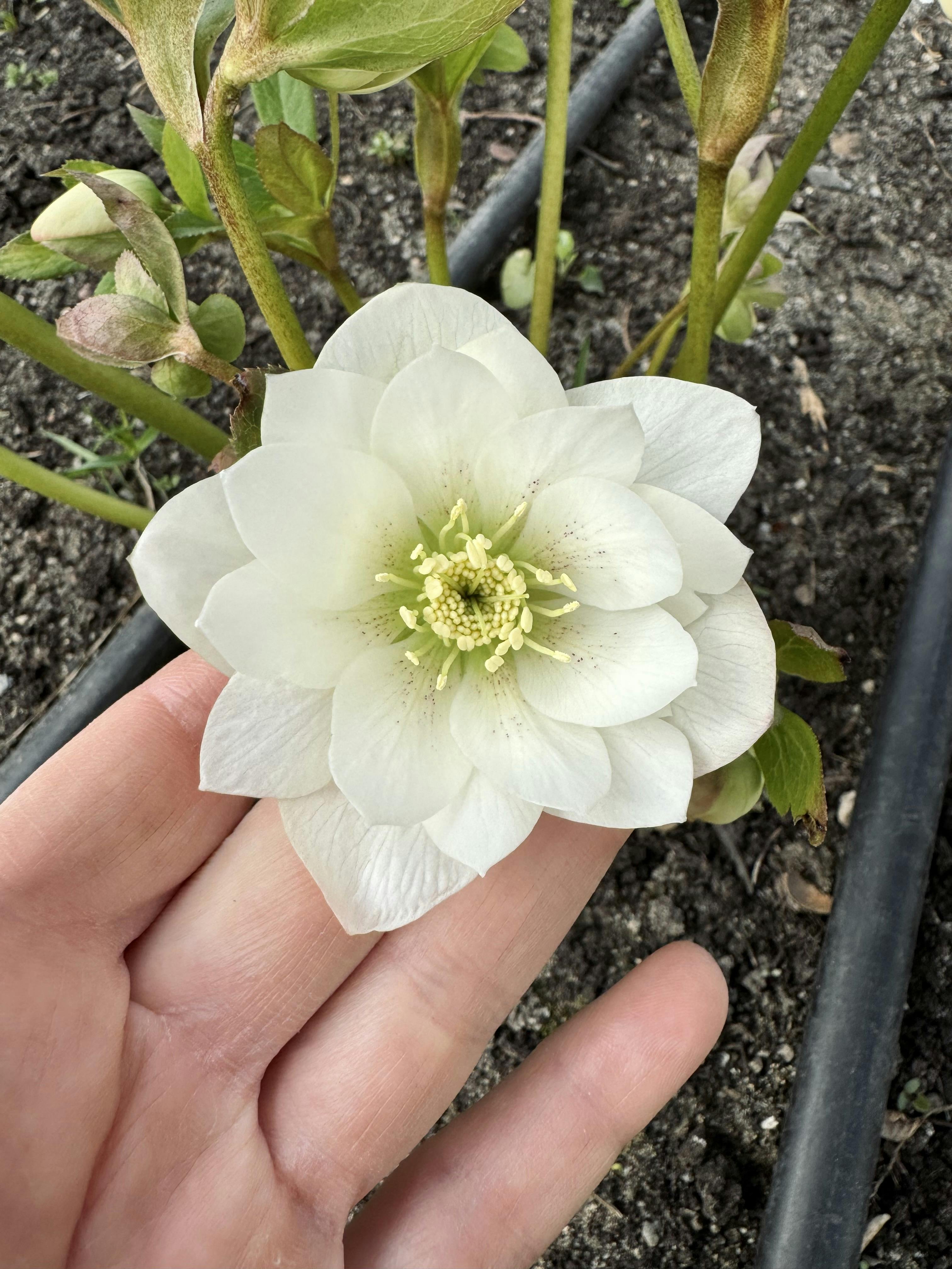 Double white hellebore flower