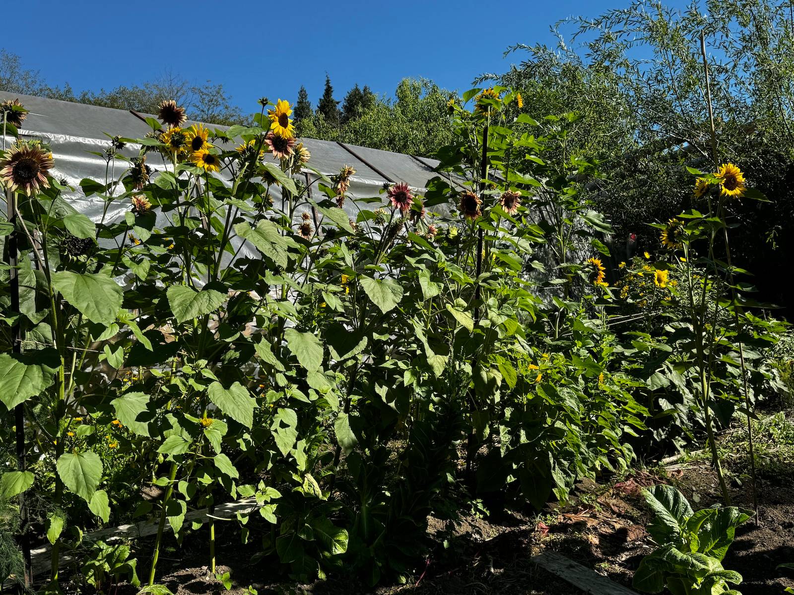 Sunflowers growing in front of greenhouse