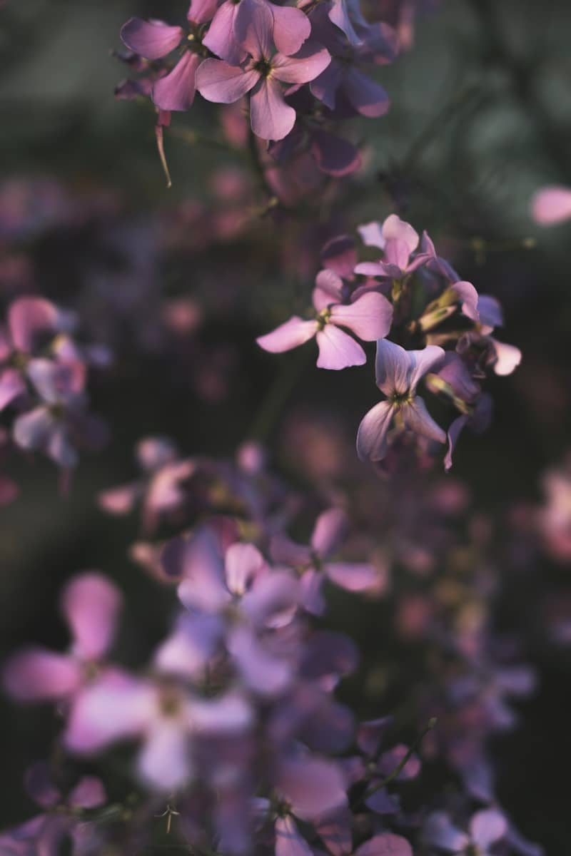 Purple flowers bloom in soft focus.