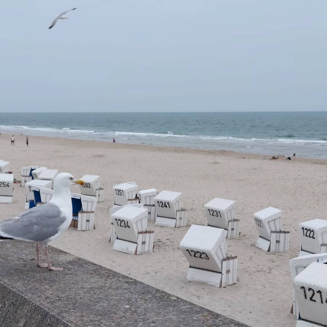 A gull looking out onto a beach filled with beach chairs