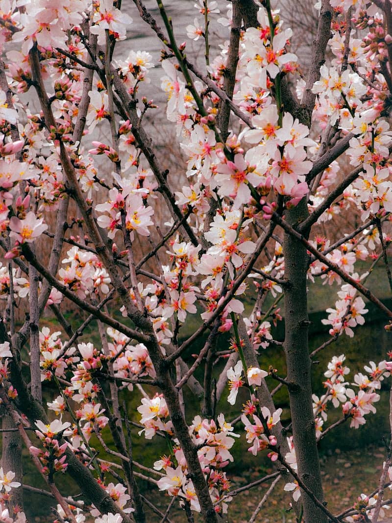 Blossoming tree branches with pink and white flowers.