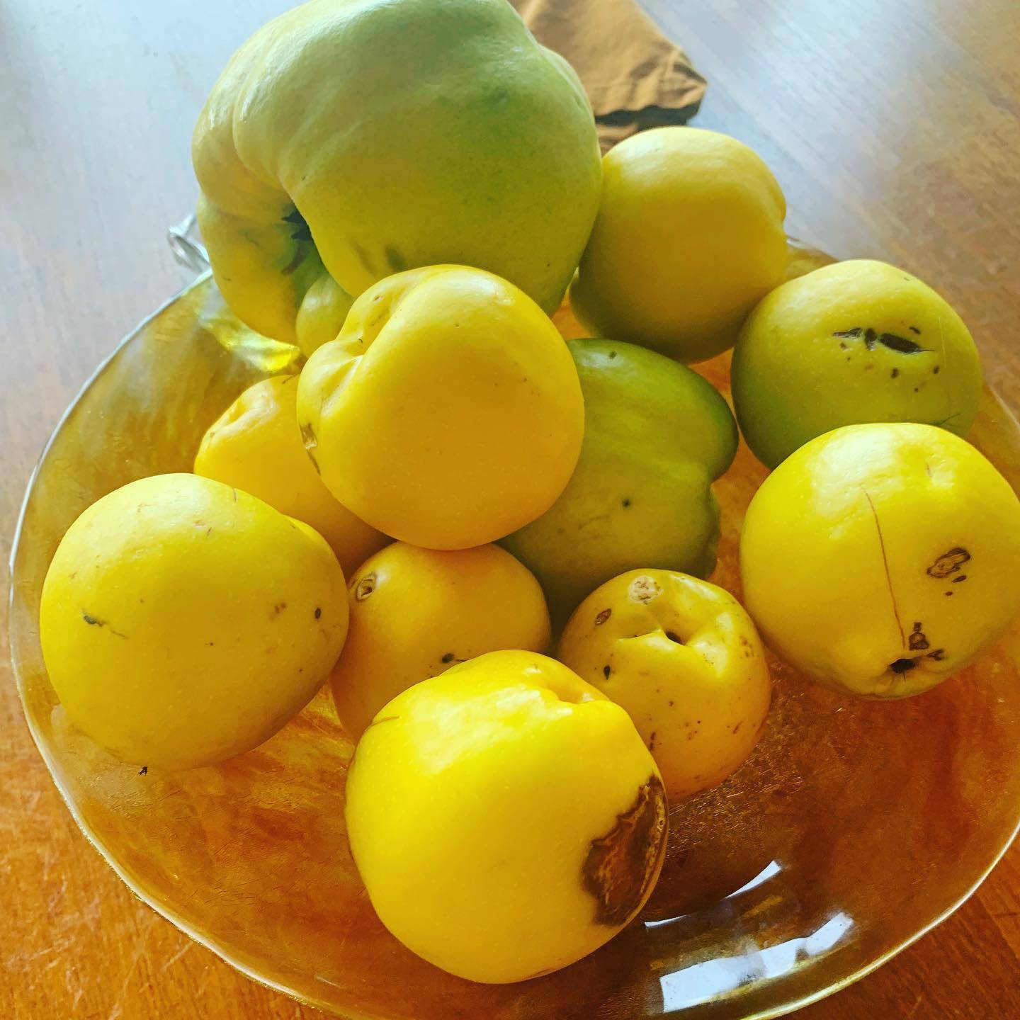 It is QUINCE Season, friends (rich in #feedyourgutbrain pectin ❤️). Pictured here, some are free, courtesy of neighbors. Some are paid for @portlandfarmers market. All are perfect 😍. You don’t have to “get fancy” with quince. If you never used it before, just throw it in with the apples when making apple sauce❤️. When made with quince, it will go further to #feedyourgutbrain❤️. Because #shortchainfattyacids 😍.