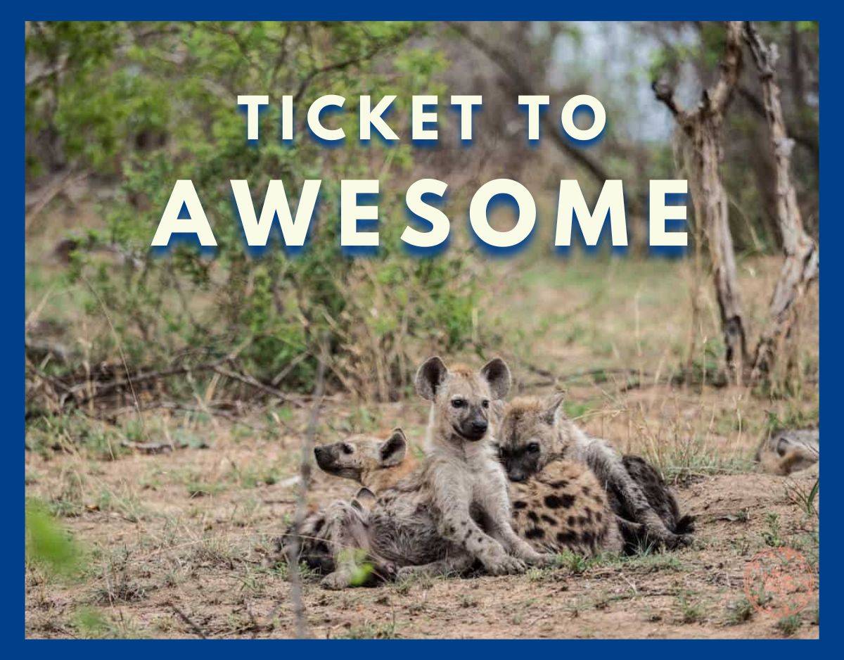 pack of baby hyenes from an african safari with ticket to awesome overlay