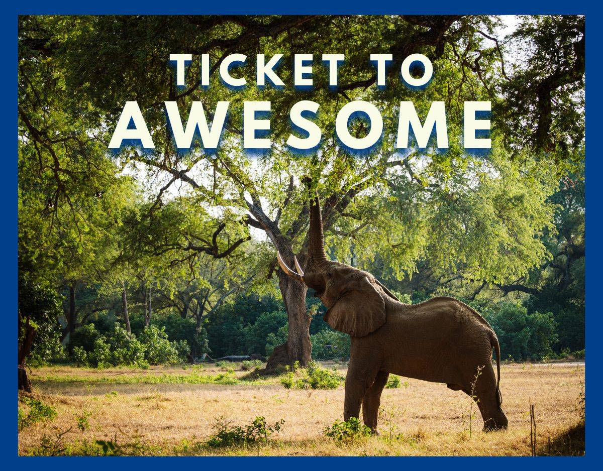 elephant using trunk to grab branch during safari in zambia with ticket to awesome text overlay