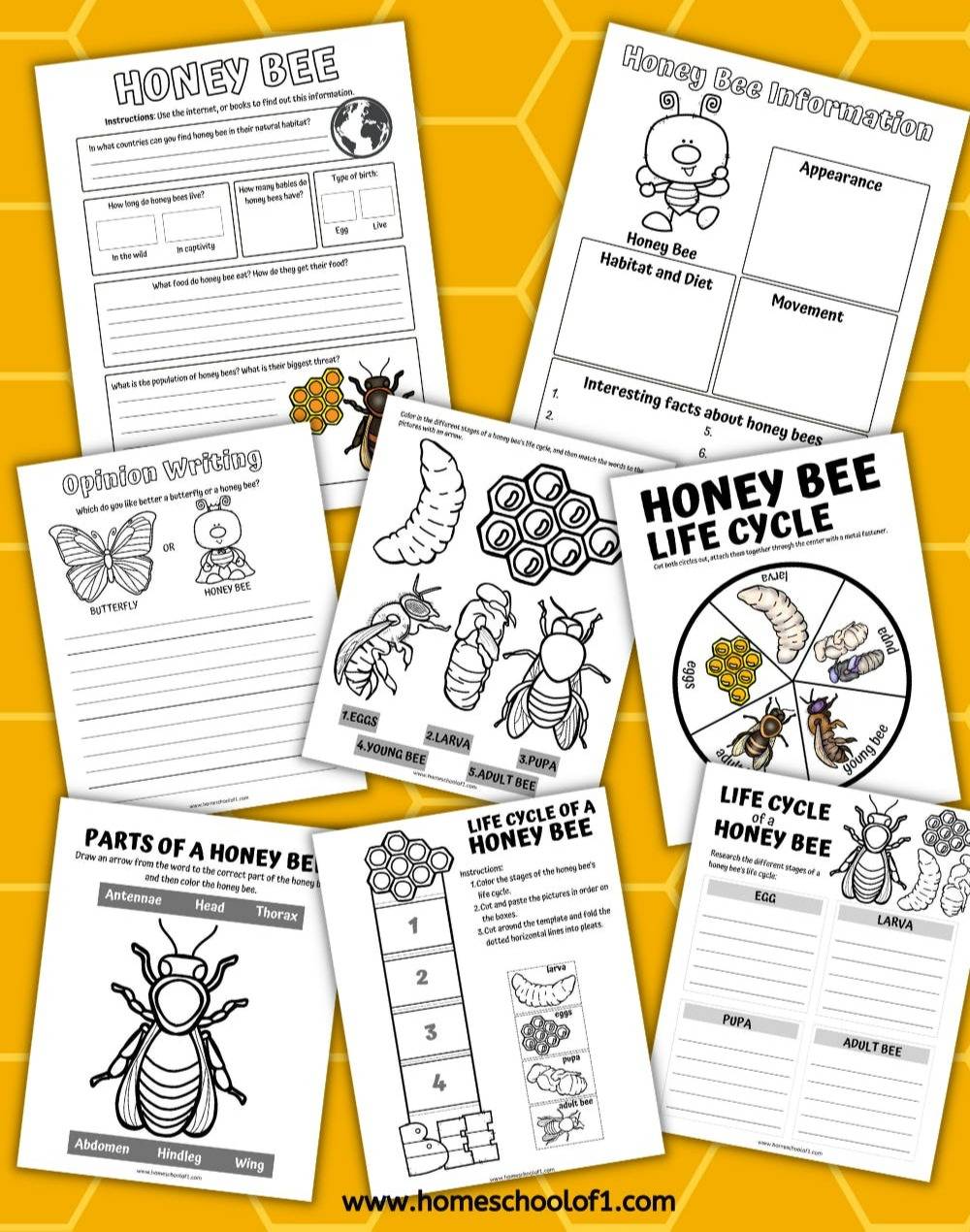Get your free life cycle of a honey bee worksheets here!