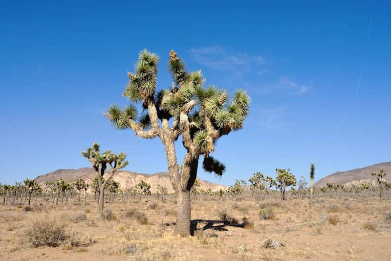 Joshua trees in a dry desert landscape