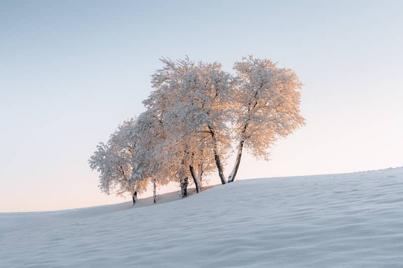 A group of trees in the middle of a snowy field