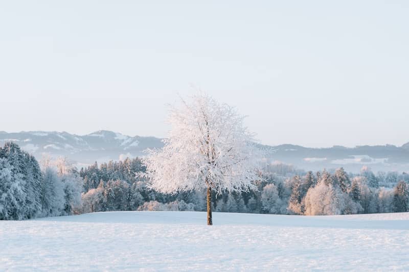 A lone tree in a snowy field with mountains in the background