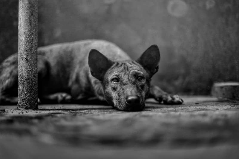 A dog looks sadly at the camera.