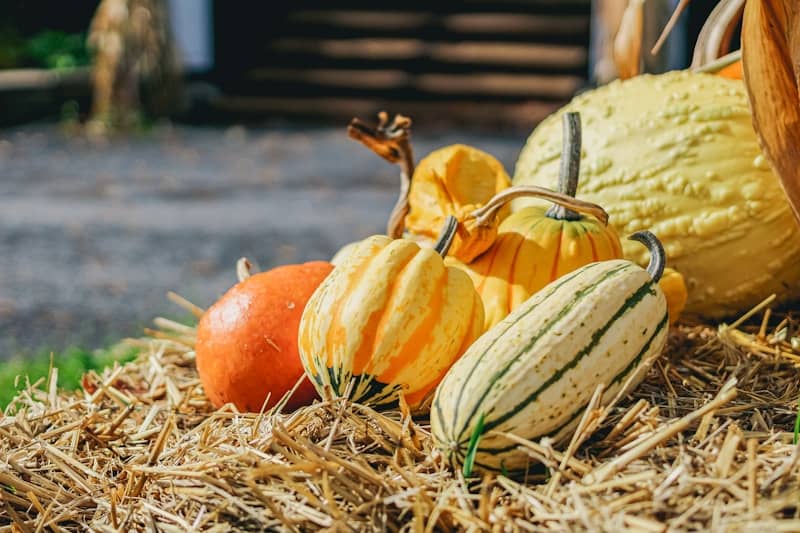 Assortment of pumpkins and gourds on hay