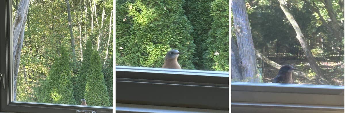 Mr Bluebird