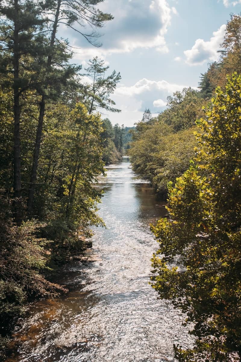 A river flows through trees in bright sunlight.