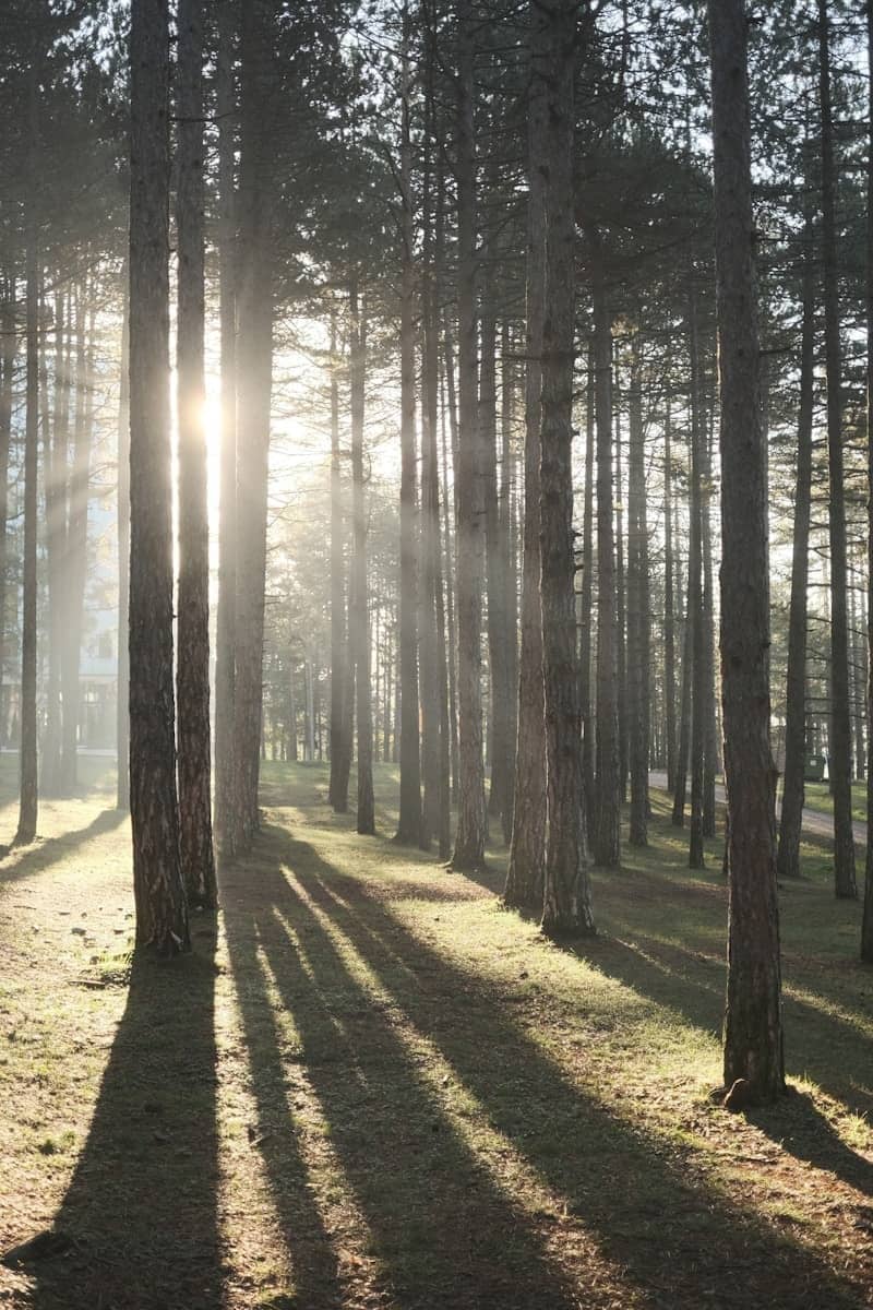 Sunlight streams through the trees.