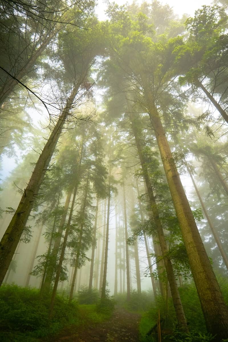 Tall trees in a foggy forest looking upwards