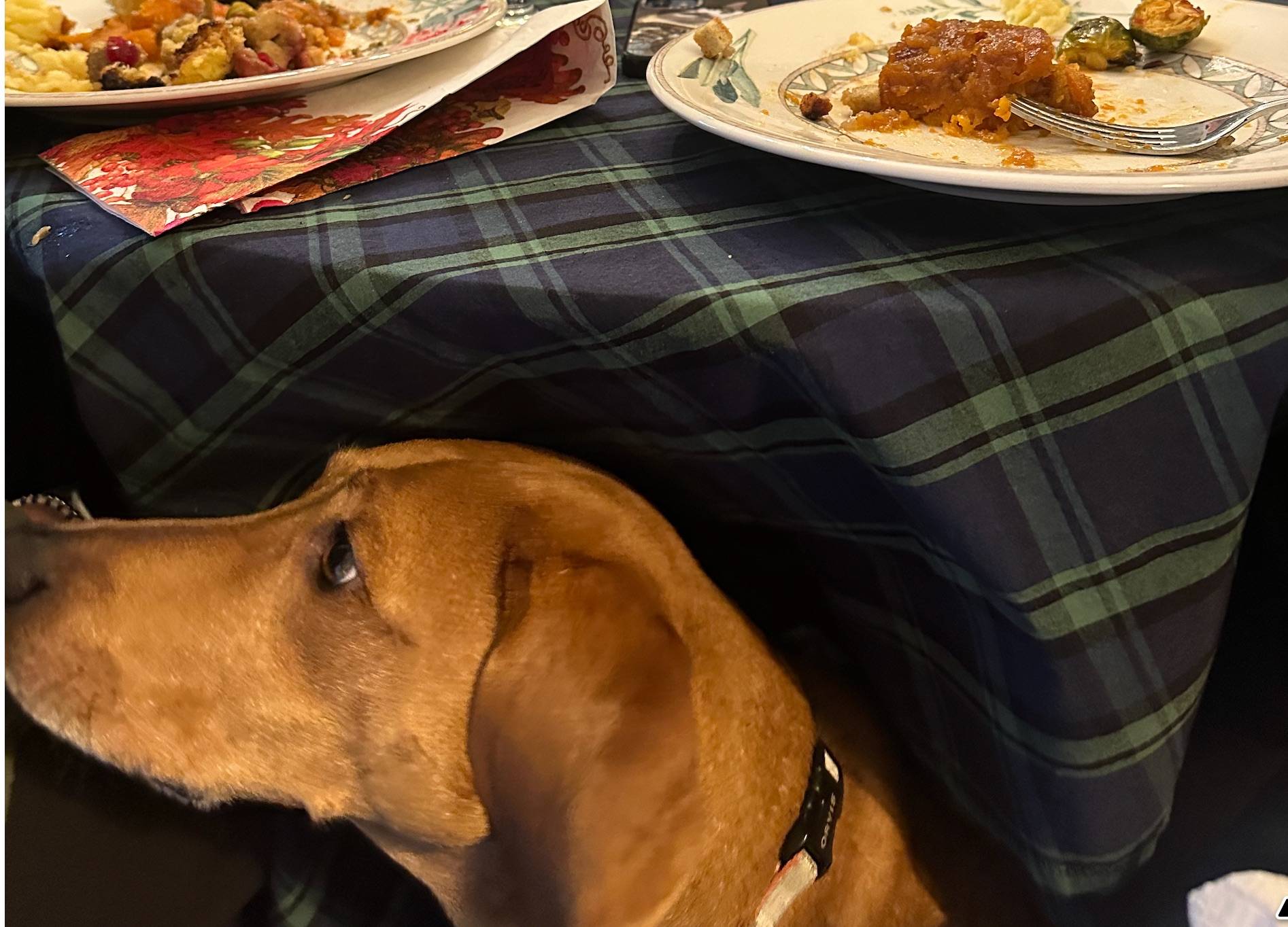 A dog eagerly awaiting her Thanksgiving feast