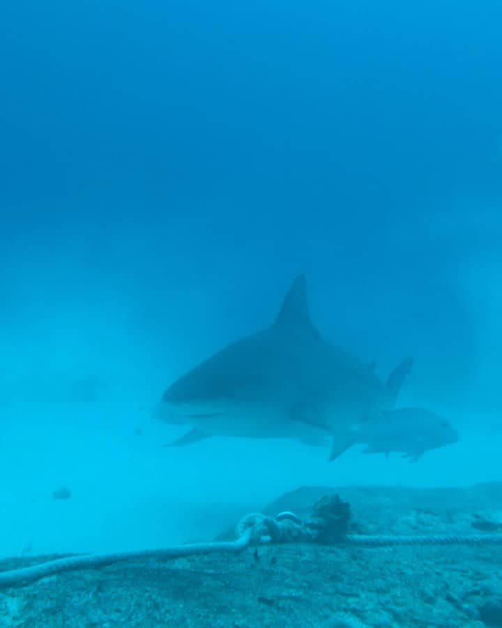 Bull Sharks