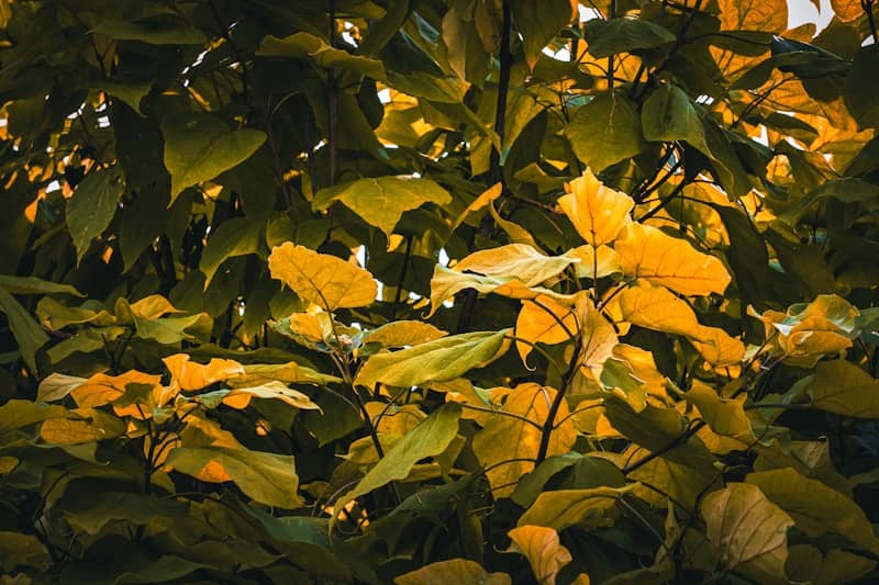Golden leaves on a tree branch in sunlight
