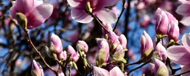 Pink magnolia blossoms blooming on a tree branch.