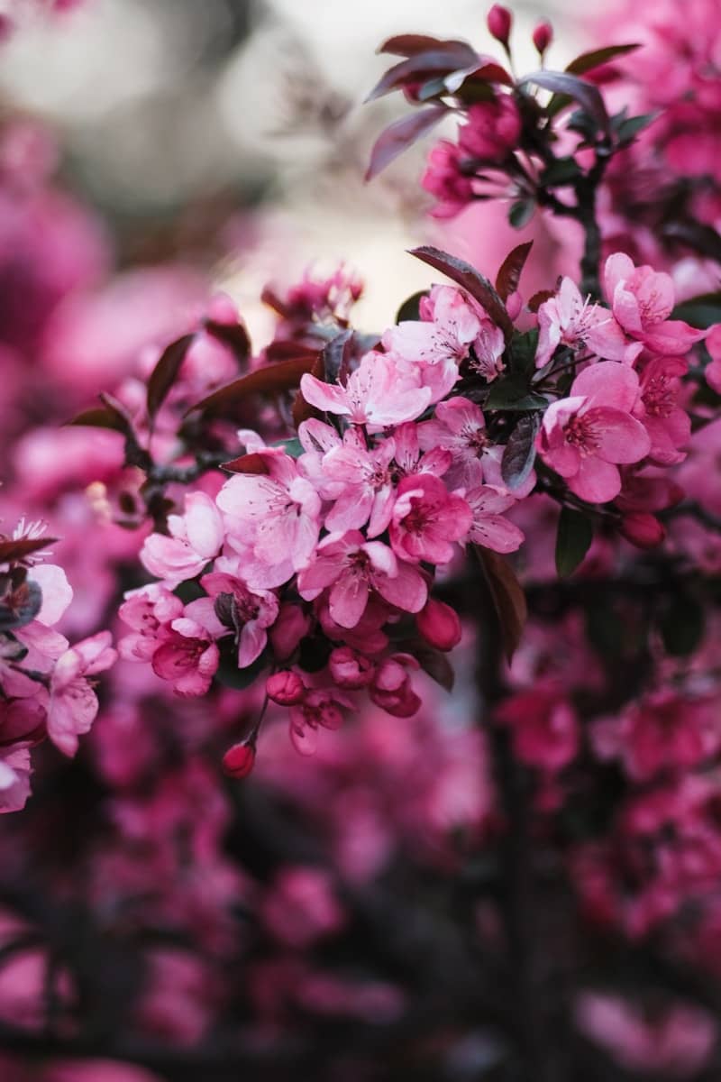 pink flowers in tilt shift lens