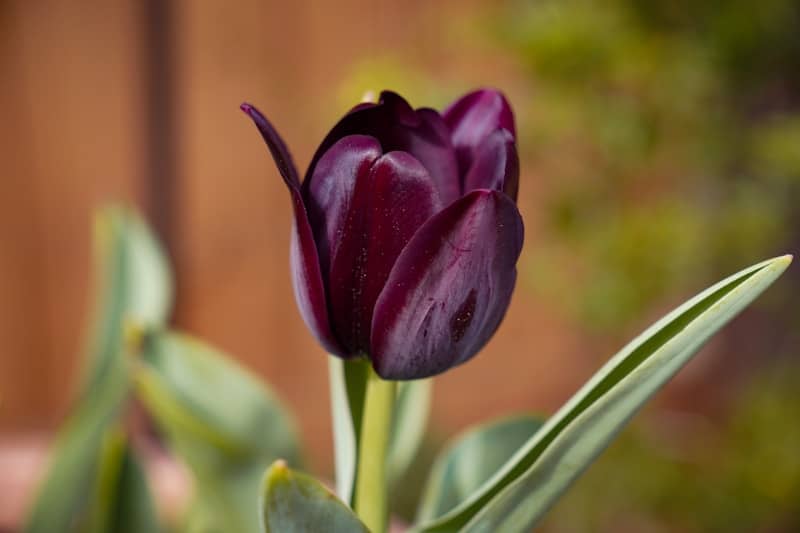 A beautiful, dark purple tulip flower.