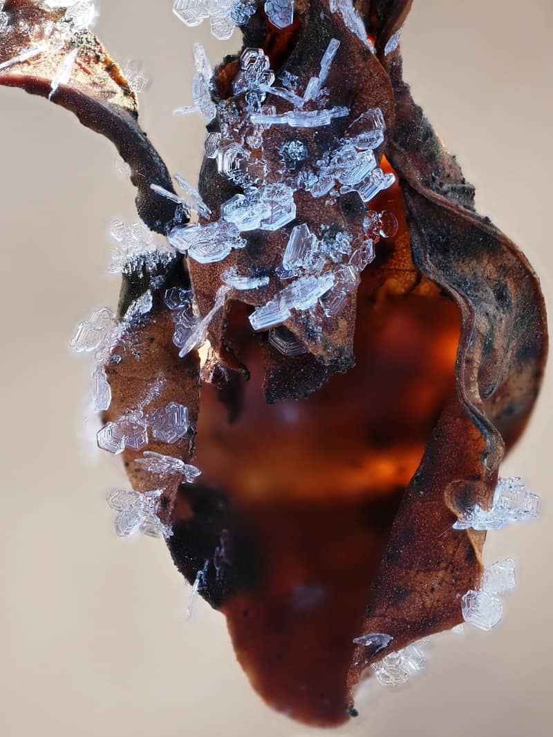 A close up of a flower with ice on it