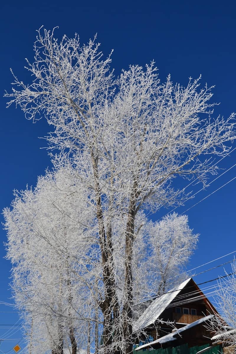 A snow covered tree in front of a house