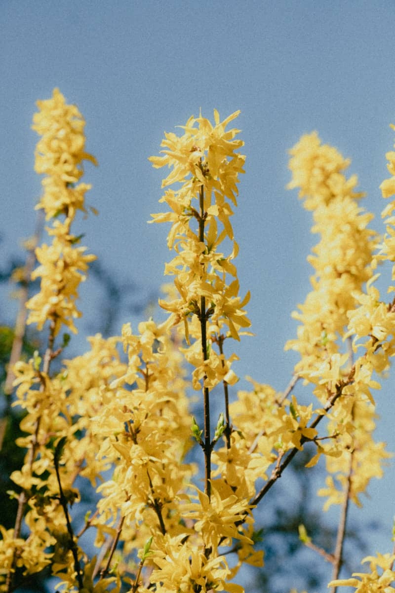 Yellow forsythia blooms against a blue sky.