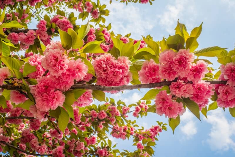 pink and yellow flowers under blue sky during daytime