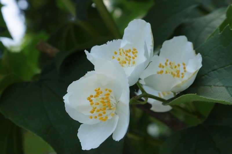 White flowers are blooming in front of green leaves.
