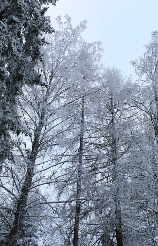 snow covered trees during daytime