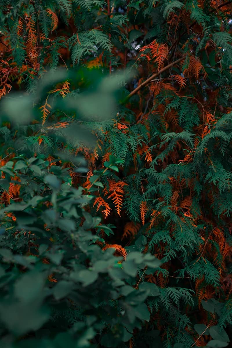 Green and orange leaves on tree branches