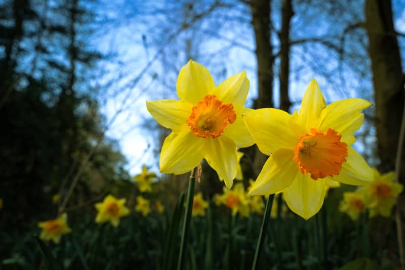 Two yellow daffodils bloom in a forest clearing.