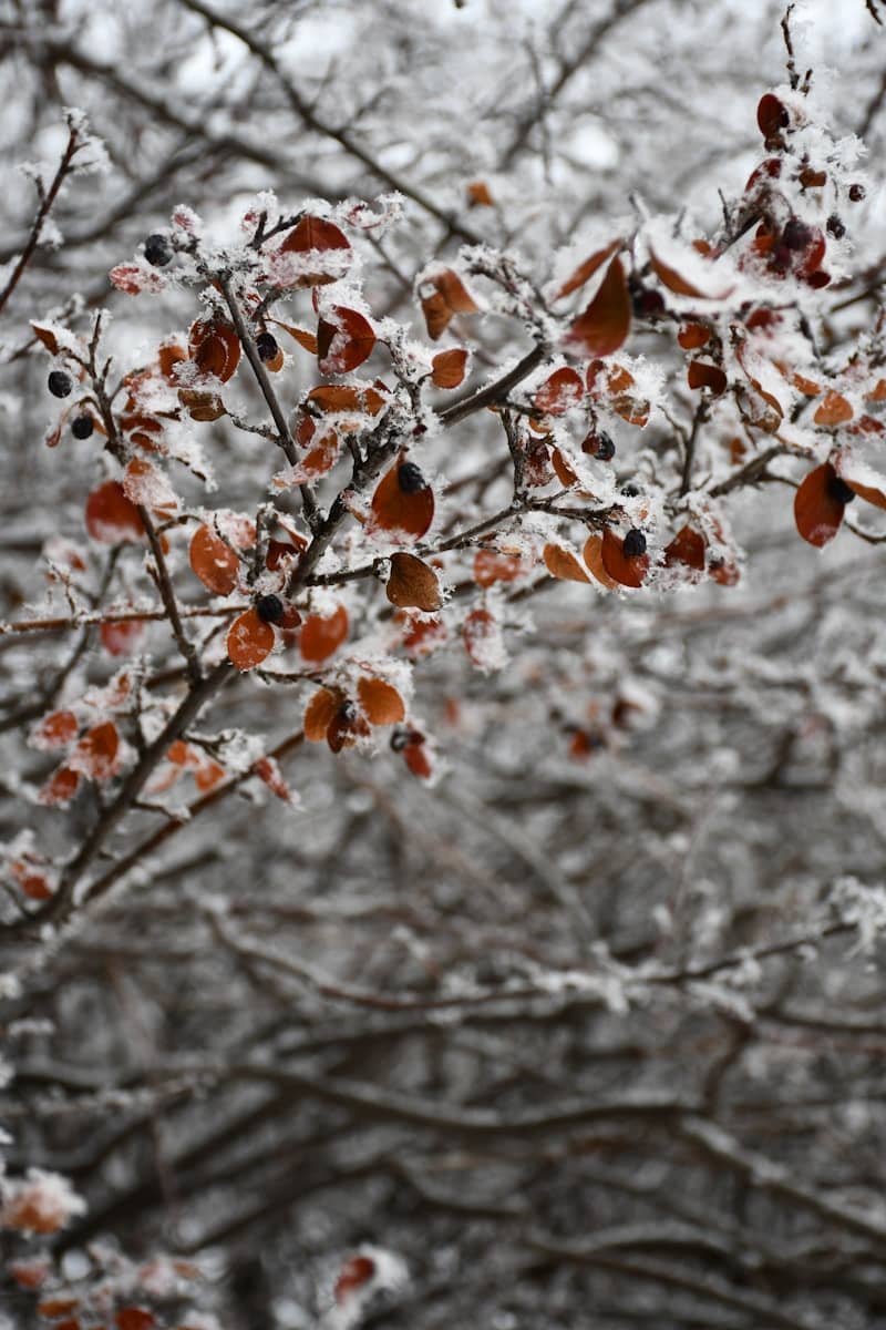 Branches with snow-covered leaves and berries