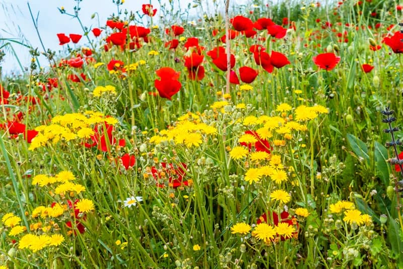 red and yellow flower field during daytime